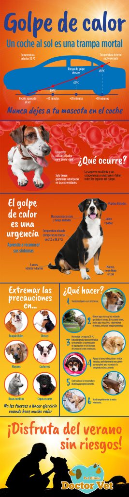 golpe de calor en las mascotas y animales consejos de doctor vet veterinario