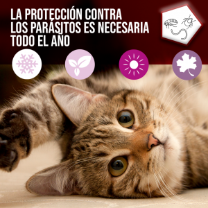 desparasitar gatos veterinario doctor vet vilanova del valles