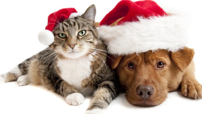 Peligros navideños para nuestros animales, ¿Puedo evitarlos?