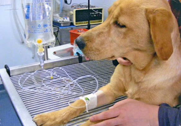 Resultado de imagen de FLUIDOS PERRO
