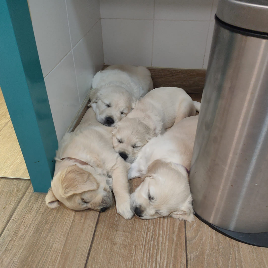 cachorritos-durmiendo-en-drvet