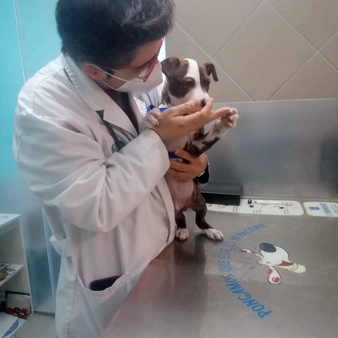 cachorro-jugando-con-martin-en-doctor-vet