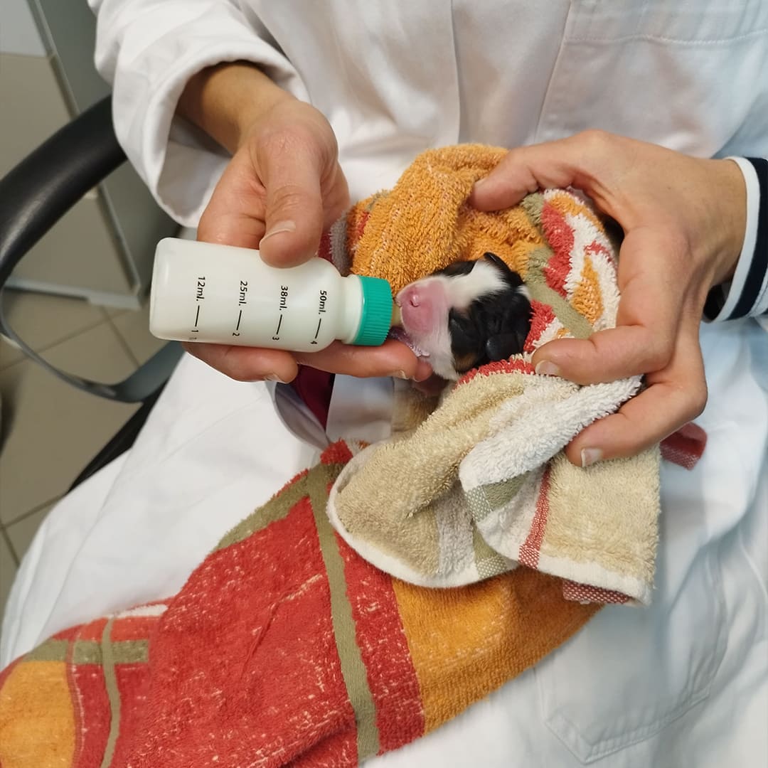 cachorro-recien-nacido-tomando-leche-en-doctor-vet
