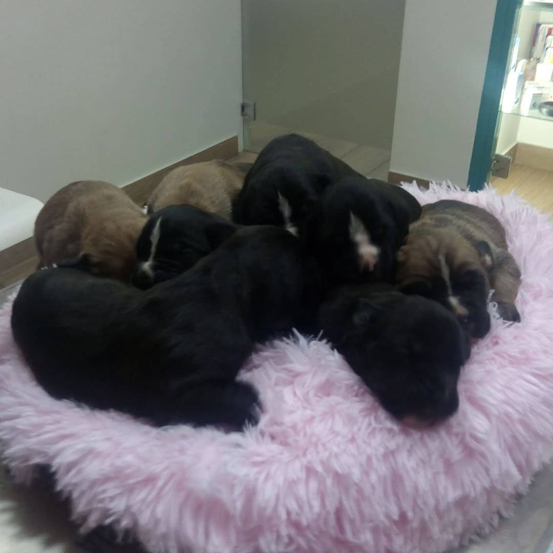 cachorros-recien-nacidos-en-cama