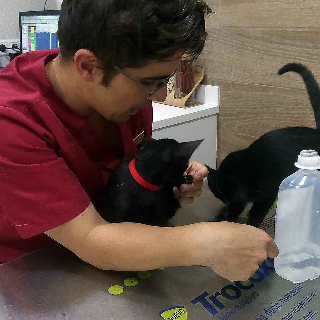 gatitos-con-martin-drvet