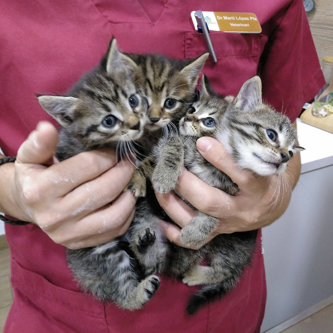 gatitos-en-brazos-drvet