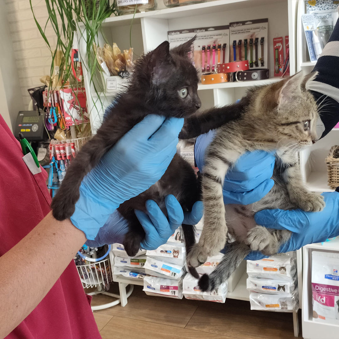 gatitos-hermanos-drvet