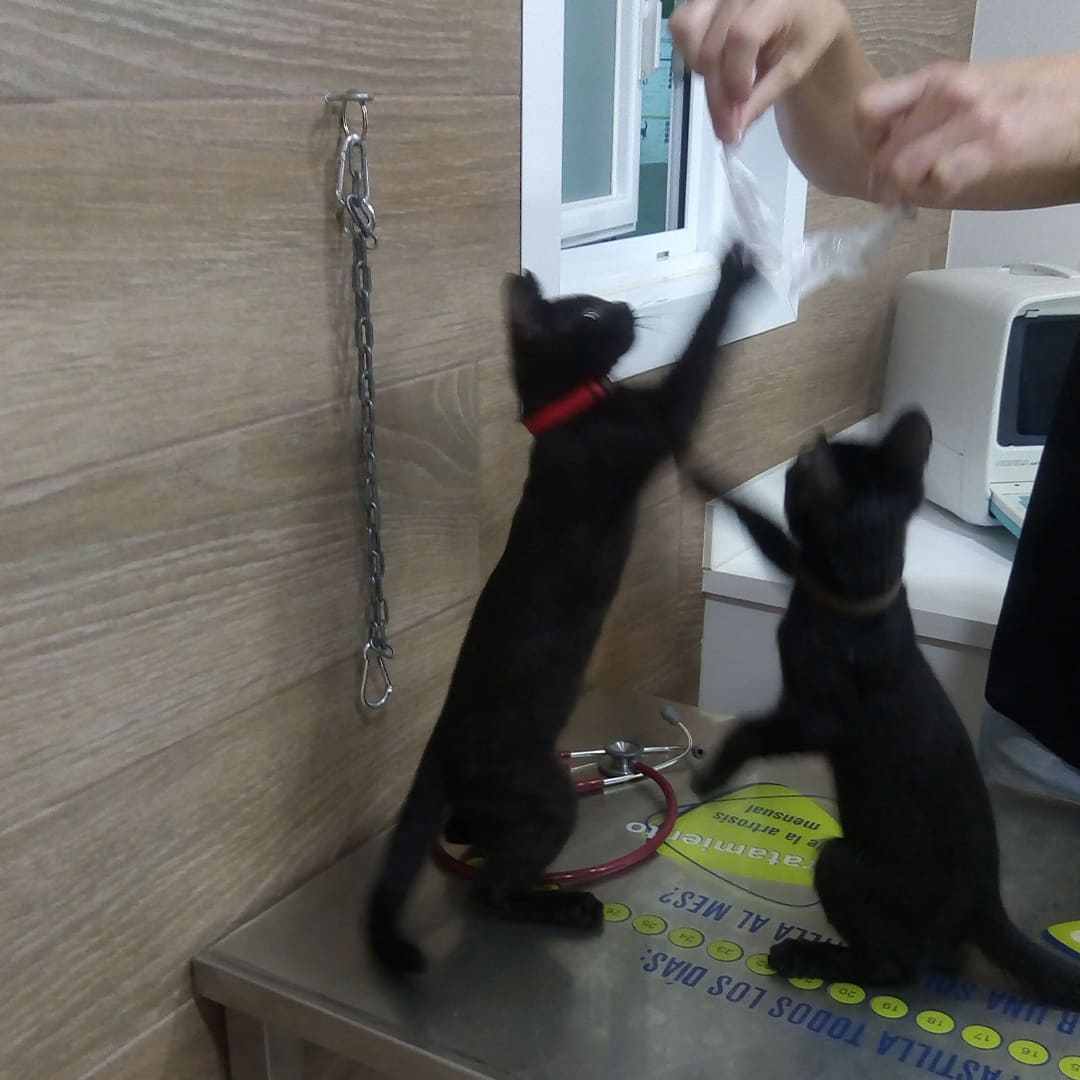 jugando-con-gatitos-en-drvet